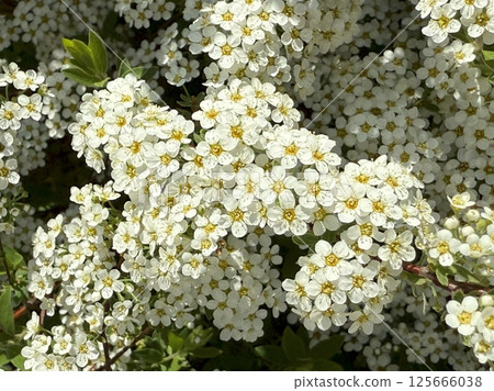 White flowers of a blossoming bush in the spring garden White flowers of a blossoming bush in the spring garden 125666038