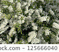 White flowers of a blossoming bush in the spring garden 125666040