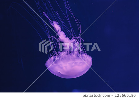 underwater photos of jellyfish chrysaora quinquecirrha jellyfish the atlantic sea nettle underwater photos of jellyfish chrysaora quinquecirrha jellyfish the atlantic sea nettle 125666186