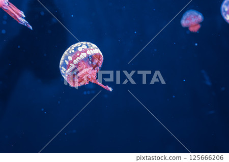 underwater photography jellyfish mastigias papua, spotted jelly, lagoon jelly, golden medusa 125666206