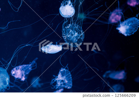 underwater photography jellyfish Chrysaora lactea, Milk Sea Nettle 125666209