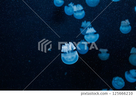 underwater photography jellyfish Blue Blubber Jelly, Catostylus mosaicus underwater photography jellyfish Blue Blubber Jelly, Catostylus mosaicus 125666210