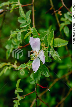 Rosa canina, the dog rose, wild rose. Rosa canina, the dog rose, wild rose. 125666268