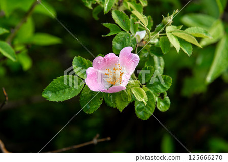 Rosa canina, the dog rose, wild rose. Rosa canina, the dog rose, wild rose. 125666270
