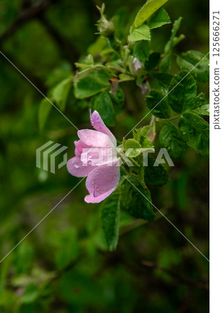 Rosa canina, the dog rose, wild rose. Rosa canina, the dog rose, wild rose. 125666271