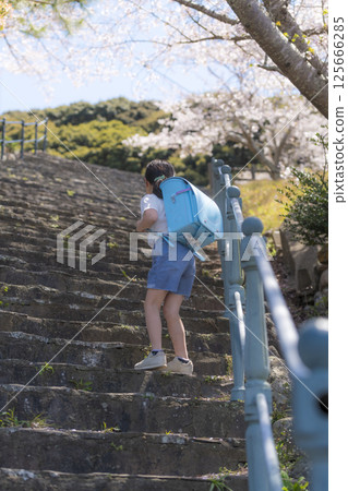 A first grade elementary school girl carrying a school bag under the cherry blossoms 125666285