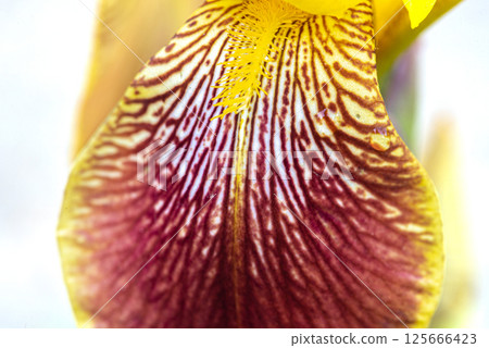 Iris pseudacorus, the yellow flag, yellow iris, or water flag. 125666423