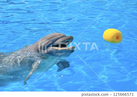 Dolphins having fun in the aquarium pool 125666571