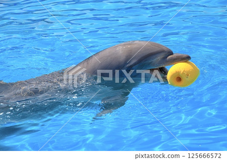 Dolphins having fun in the aquarium pool 125666572