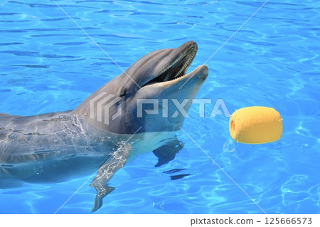 Dolphins having fun in the aquarium pool 125666573
