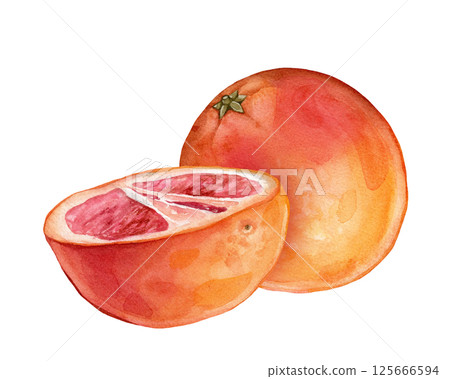 Composition with slice and whole Grapefruit. Hand drawn watercolor illustration of orange tropical citrus fruit on white isolated background. Half grapefruit Composition with slice and whole Grapefruit. Hand drawn watercolor illustration of orange tropical citrus fruit on white isolated background. Half grapefruit 125666594