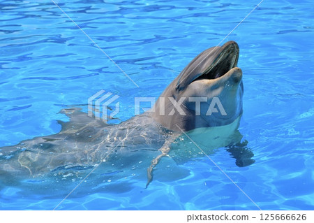 Dolphins having fun in the aquarium pool Dolphins having fun in the aquarium pool 125666626