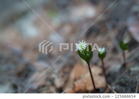 Hitoshizuka's flower 125666654