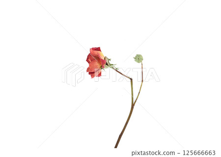 Dried open red rose bud and unopened bud on white background. Dried open red rose bud and unopened bud on white background. 125666663