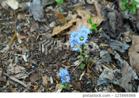 Fuderindou花 125666866