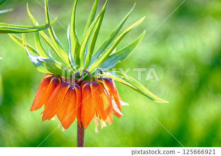 Crown imperial flower (Fritillaria imperialis) Crown imperial flower (Fritillaria imperialis) 125666921