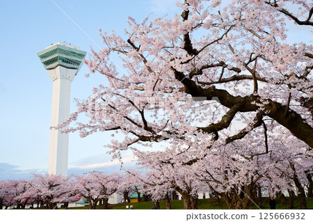 Cherry blossoms at Goryokaku Park Cherry blossoms at Goryokaku Park 125666932