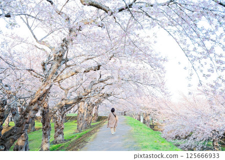 Cherry blossoms at Goryokaku Park Cherry blossoms at Goryokaku Park 125666933