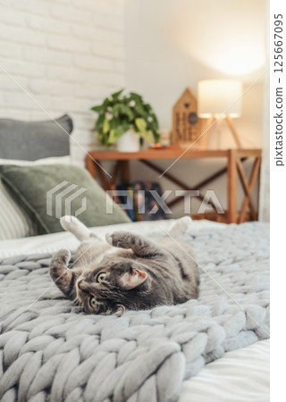 Cute gray tabby cat is lying on the bed 125667095