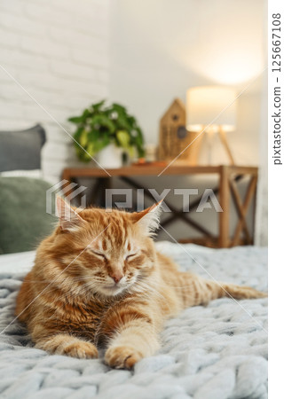 Cute red  cat is lying on the bed 125667108