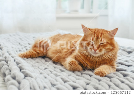 Cute red  cat is lying on the bed 125667112