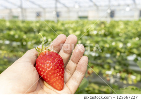 摘草莓的男人的手（30多歲，日本人，不露面） 125667227