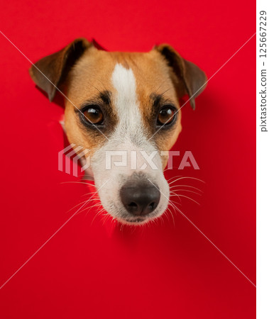 Funny Jack Russell Terrier dog sticks out through a red cardboard background. Copy space. Vertical photo. Funny Jack Russell Terrier dog sticks out through a red cardboard background. Copy space. Vertical photo. 125667229