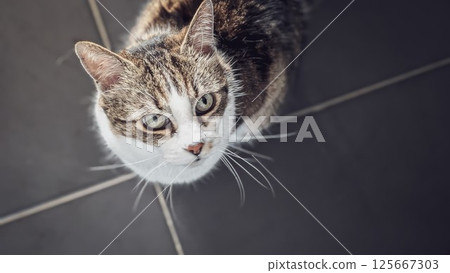 A cat staring at you 125667303