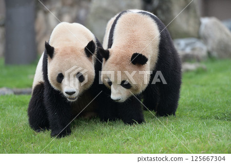 Umehama and Nagahama appear together 125667304