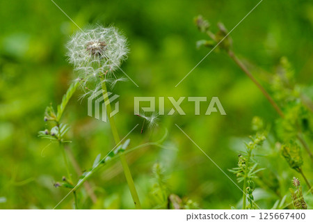 Dandelion seeds swaying in the wind Dandelion seeds swaying in the wind 125667400