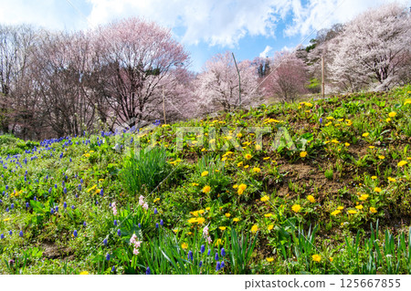 櫻花和花園 125667855