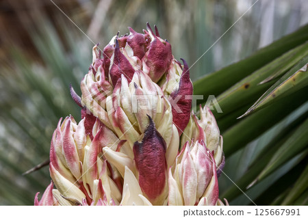 絲蘭即將開花 [天門冬科] 125667991