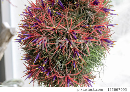 Tillandsia ionantha depends on airborne moisture for survival 125667993
