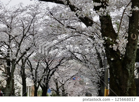 Cherry trees in full bloom in the spring park 125668017