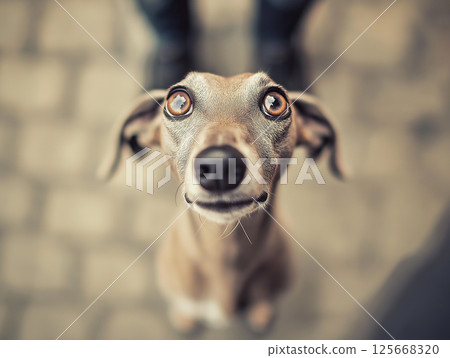 Greyhound dog portrait with curious eyes in a cute and adorable photography setting 125668320