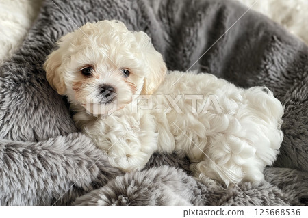 Adorable Maltipoo puppy with fluffy fur sleeping in a cozy bed, perfect for pet lovers and companions Adorable Maltipoo puppy with fluffy fur sleeping in a cozy bed, perfect for pet lovers and companions 125668536