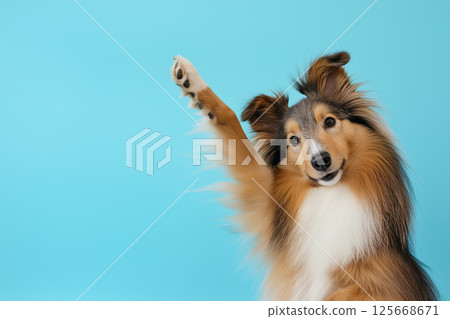 Adorable Shetland dog Sheltie with fluffy fur on a playful day, friendly and happy companion 125668671