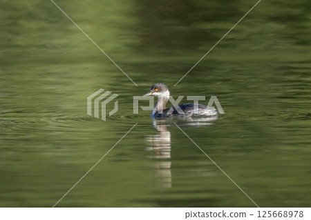 White-billed grebe swimming leisurely on the green water surface 125668978
