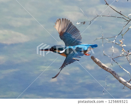 Kingfisher Kingfisher 125669321