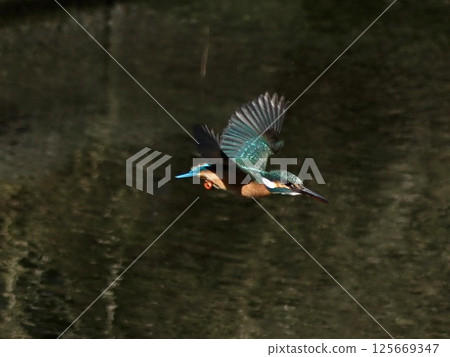 Kingfisher flying over water Kingfisher flying over water 125669347