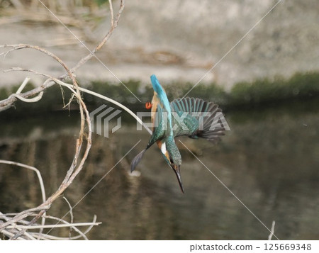 翠鳥 翠鳥 125669348