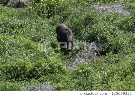 Wild boar walking through the spring field 125669352