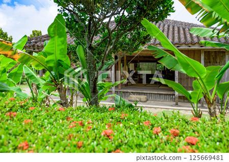 Colorful garden scenery on Ishigaki Island Colorful garden scenery on Ishigaki Island 125669481