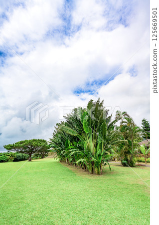 石垣島上被熱帶植物環繞的廣場 125669501