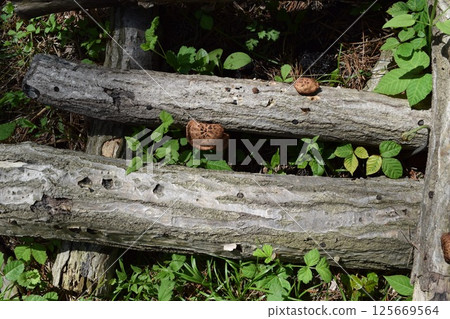 Mushroom log cultivation Mushroom log cultivation 125669564