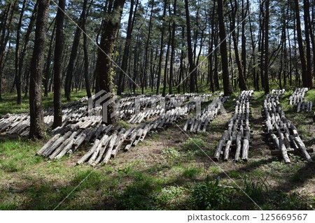 Mushroom log cultivation Mushroom log cultivation 125669567