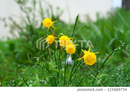 黃水仙（春季，四月） 125669734