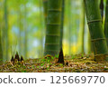Bamboo shoots emerging from the bamboo forest 125669770