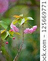 Pink double cherry blossoms and small flowers 125669771