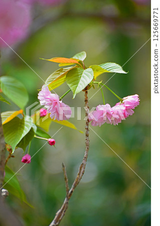 Pink double cherry blossoms and small flowers 125669771
